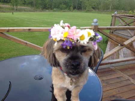 Jaha, då har matte gjort mej fin inför midsommar 